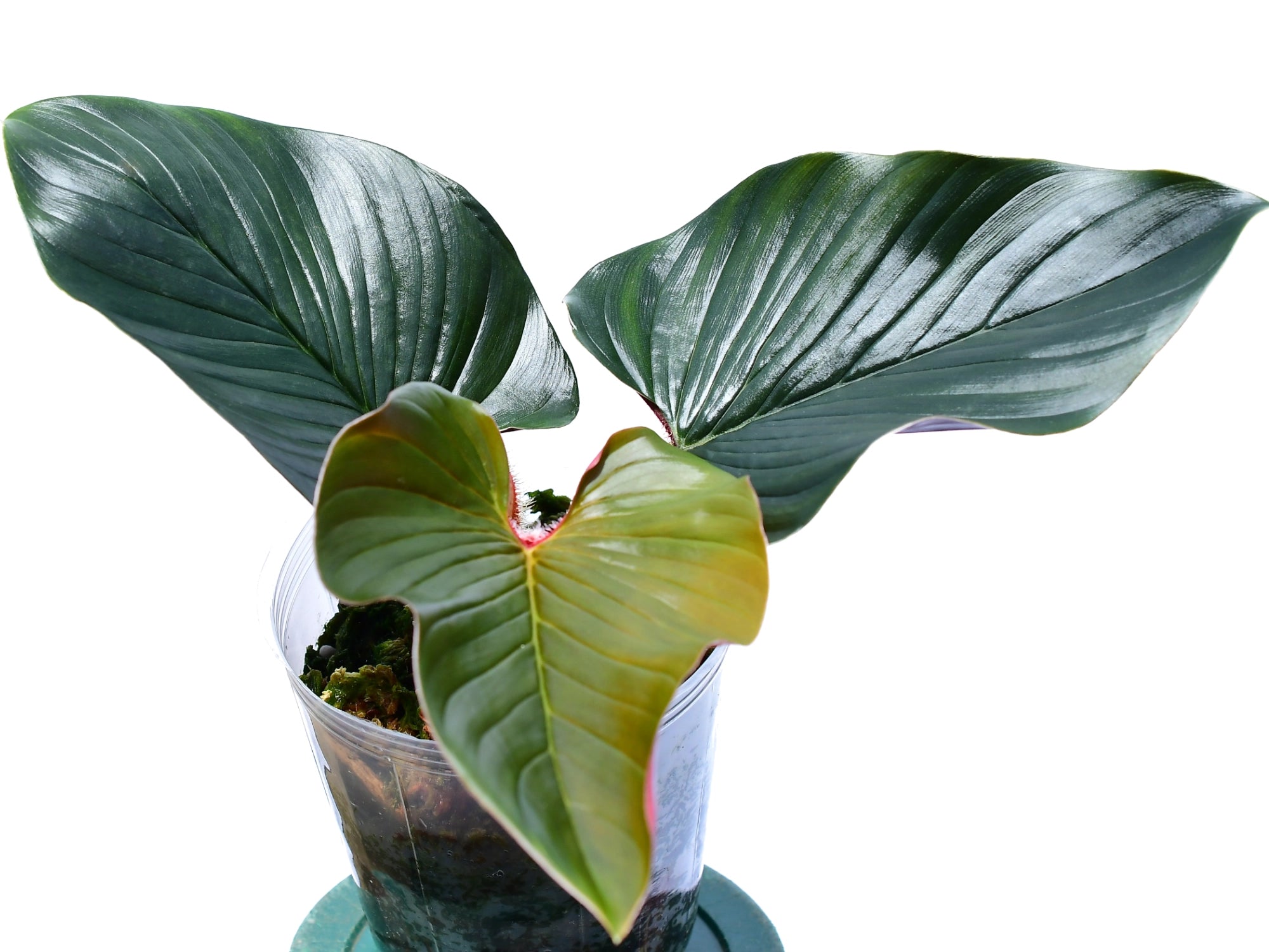 philodendron white knight vs white wizard Philodendron White Knight | Houseplants main image 1