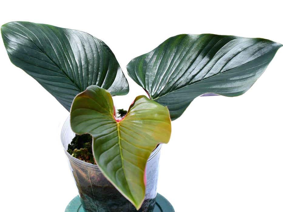 Philodendron squamicaule pink