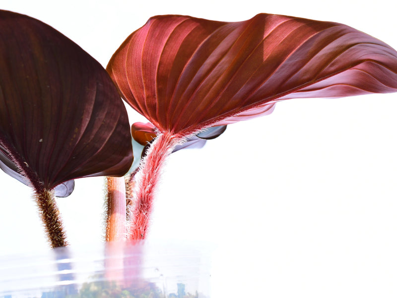 philodendron squamicaule Philodendron squamicaule pink — Ecuagenera Orquídeas del Ecuador
