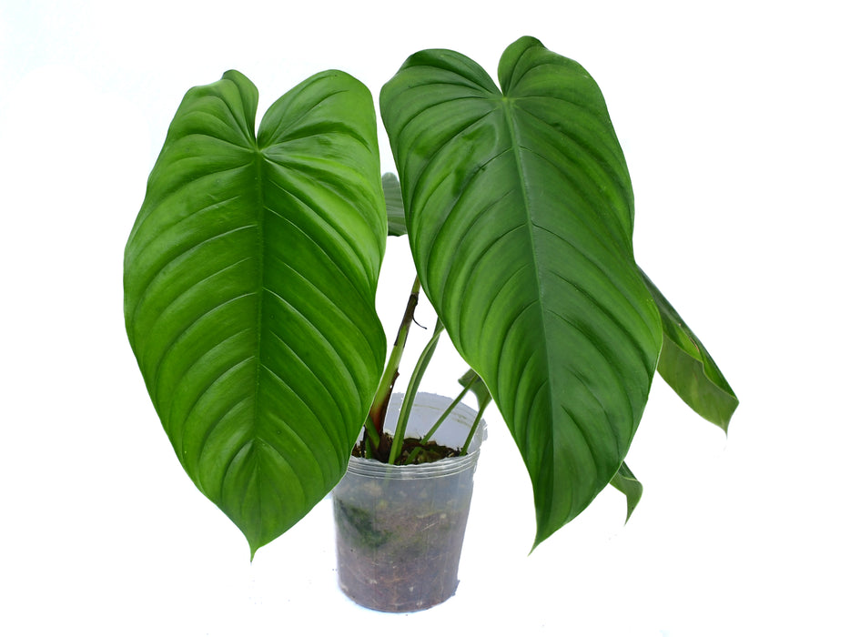 Philodendron tenue cf