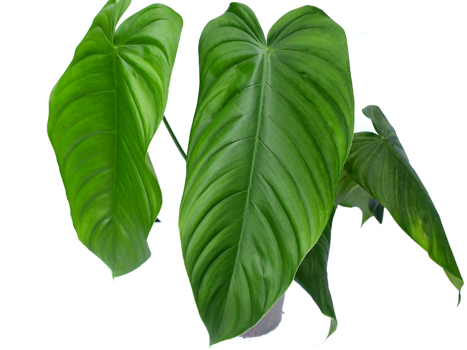 Philodendron tenue cf