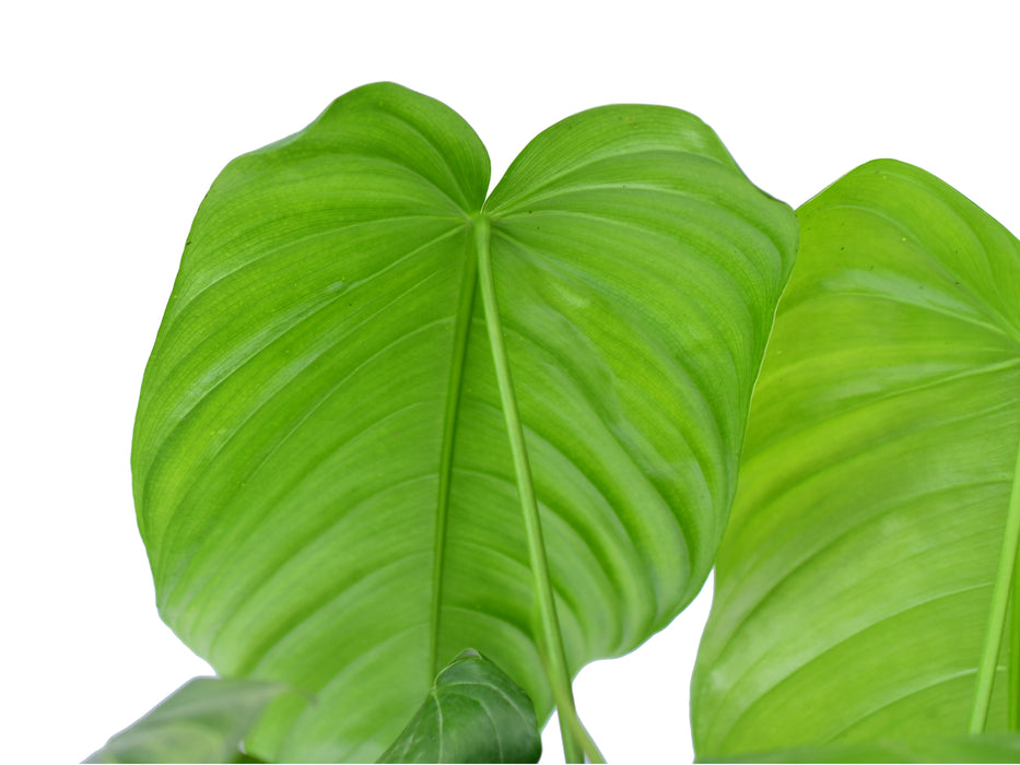 Philodendron tenue cf