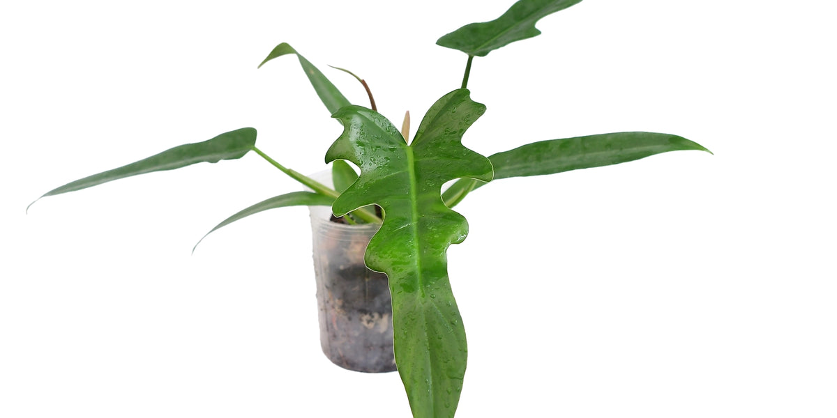 Philodendron Gothic Elegace