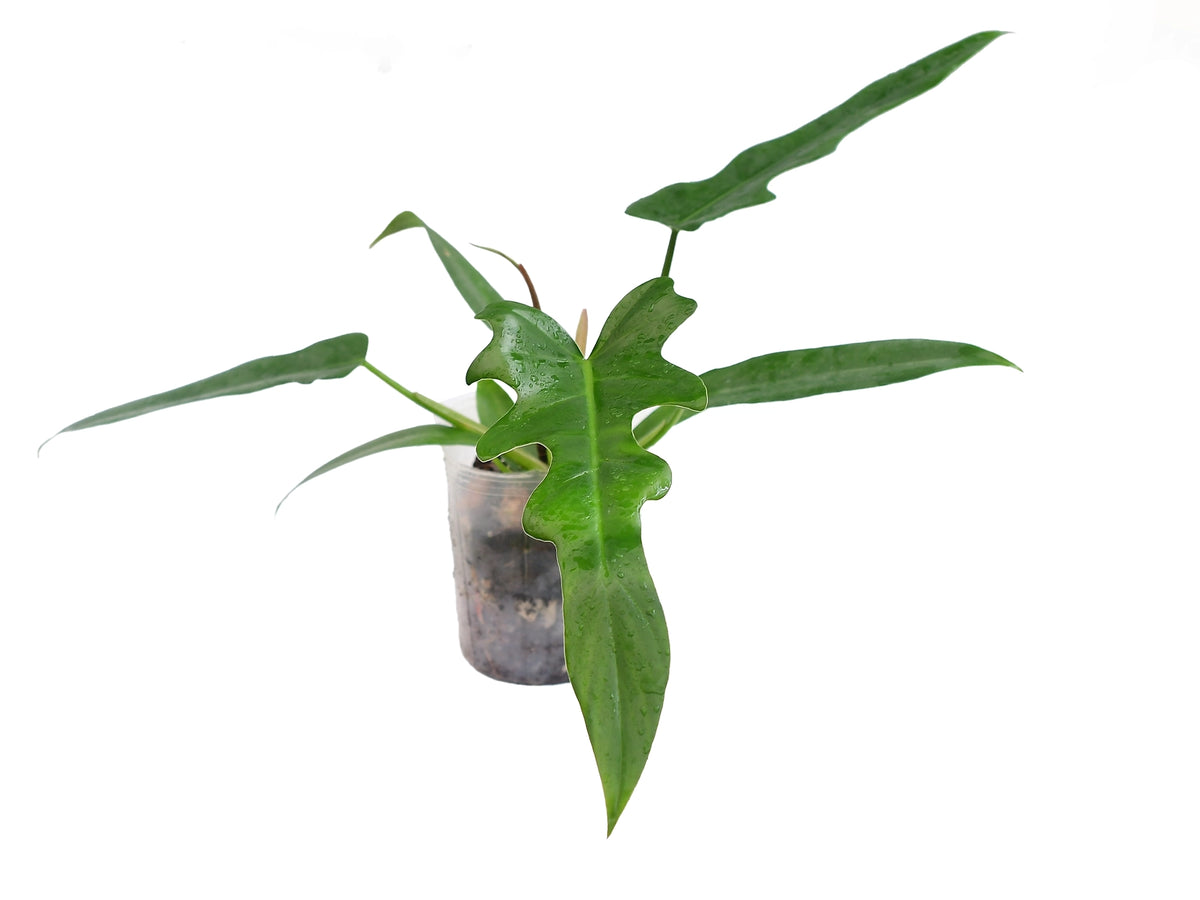 eucalyptus cinerea plant Silver Dollar Tree Eucalyptus main image 0