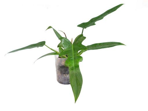 philodendron longilobatum vs golden dragon Philodendron Gothic Elegace — Ecuagenera Orquídeas del Ecuador