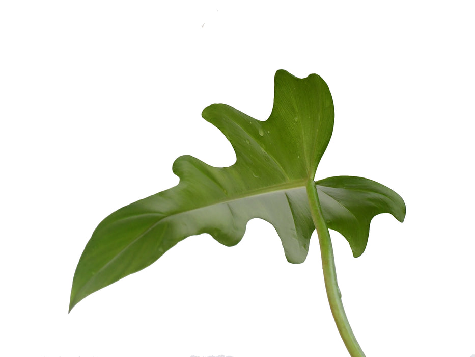 Philodendron tortum x Philo. spiritus-sancti