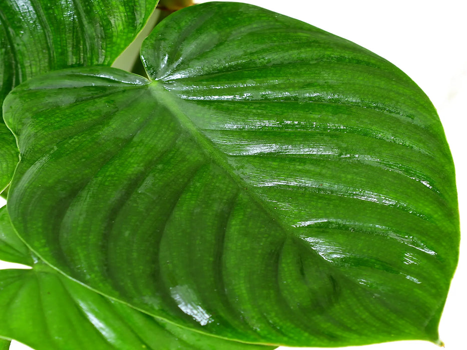 Philodendron werneri cf