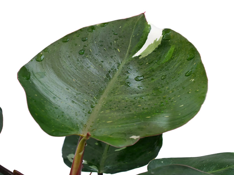white spots on philodendron Philodendron White Princess — Ecuagenera Orquídeas del Ecuador