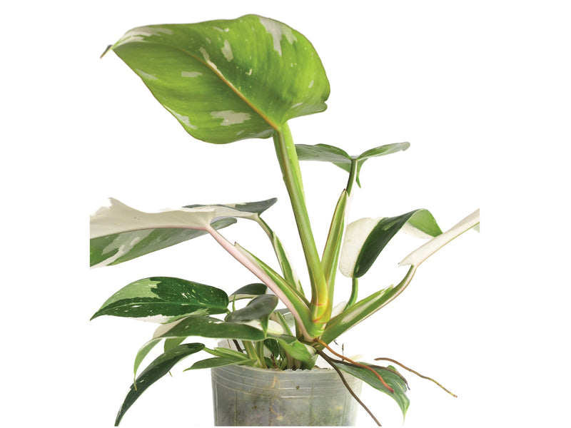 white wizard philodendron for sale Philodendron White Wizard — Ecuagenera Orquídeas del Ecuador