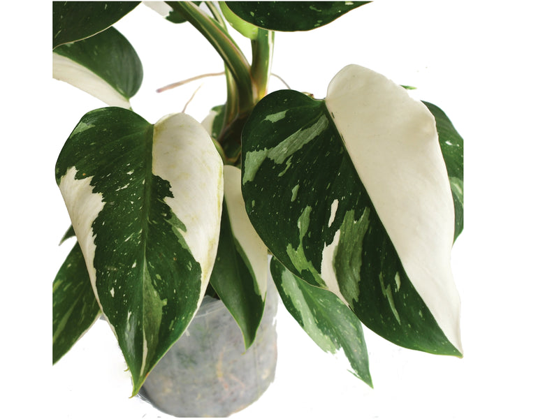 white wizard vs white knight philodendron Philodendron White Wizard