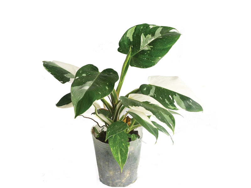 variegated philodendron white wizard Philodendron White Wizard — Ecuagenera Orquídeas del Ecuador
