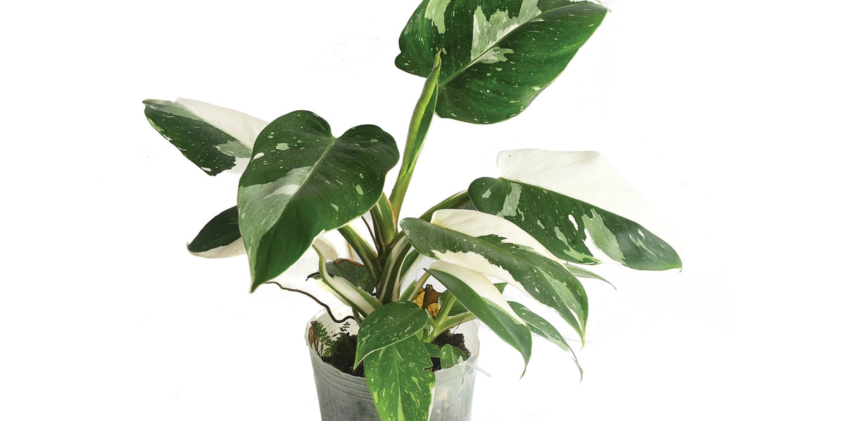 philodendron white wizard scientific name Philodendron White Wizard