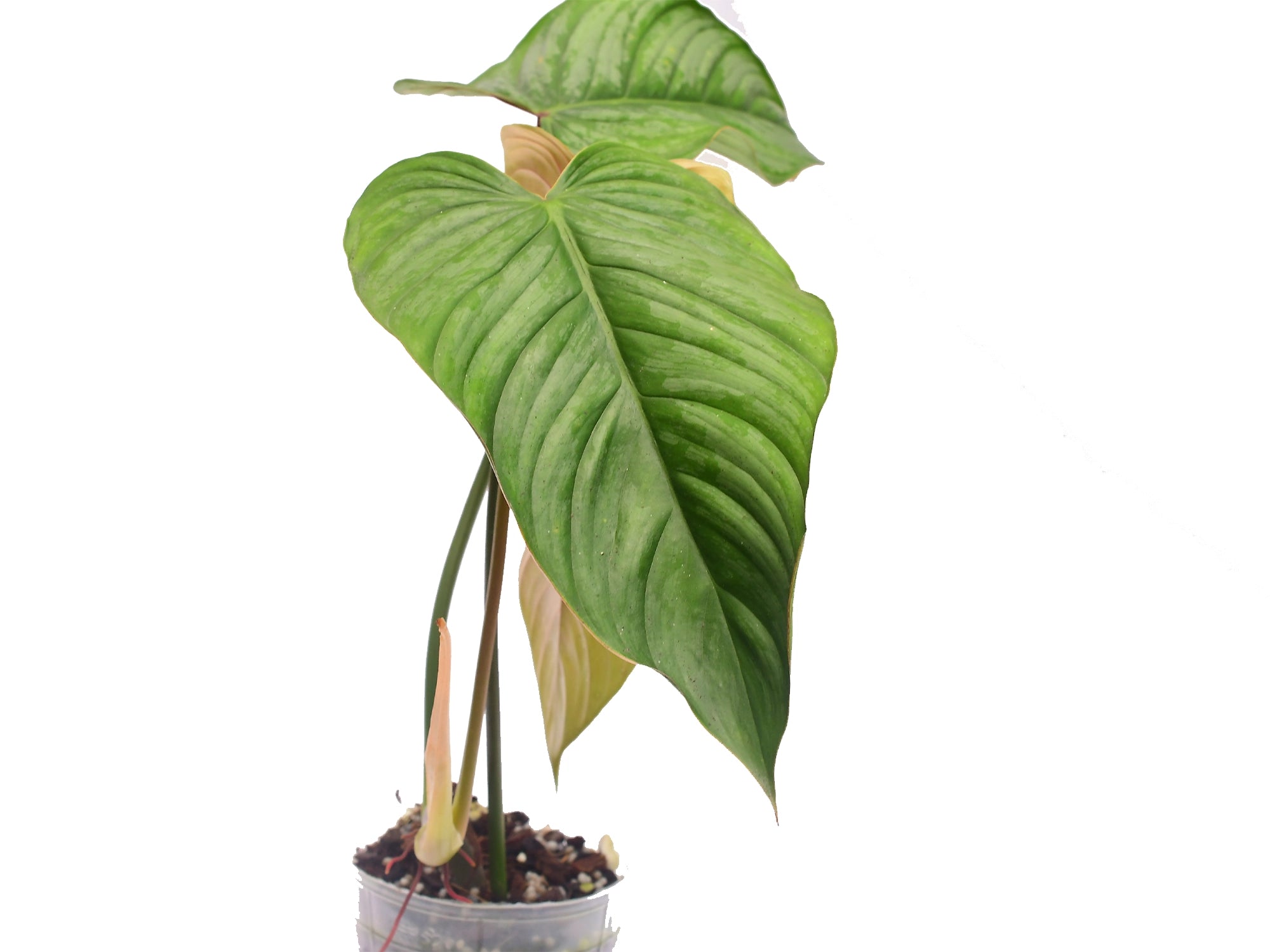 philodendron sodiroi small form Philodendron sodiroi narrow — Ecuagenera Orquídeas del Ecuador