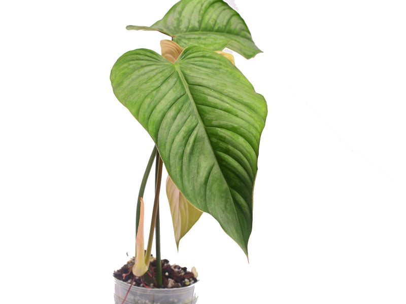 philodendron sodiroi nz Philodendron sodiroi narrow
