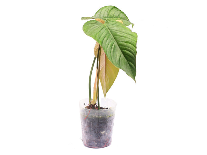 Philodendron sodiroi narrow