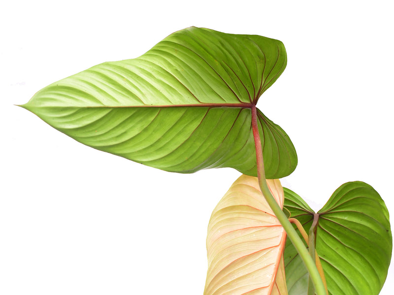 philodendron sodiroi nz Philodendron sodiroi narrow