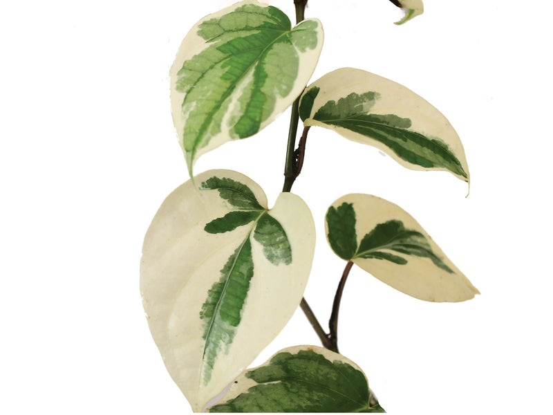 Piper nigrum variegado