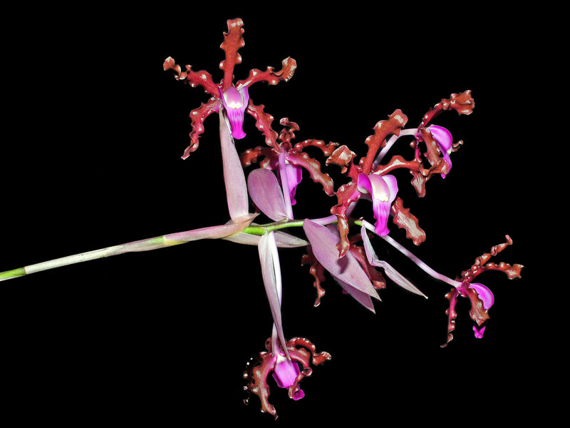 Laelia splendida