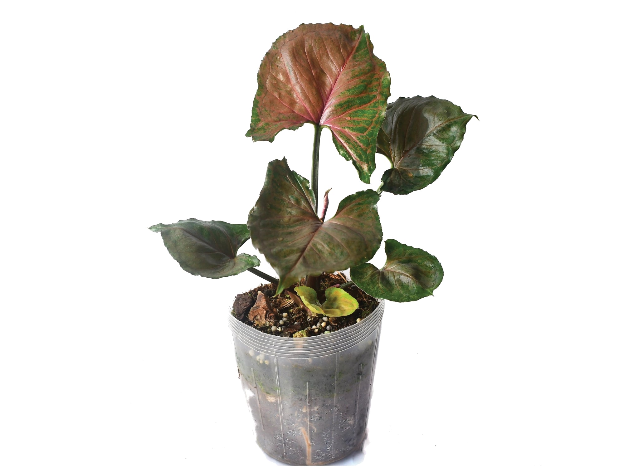 Syngonium Strawberry Ice