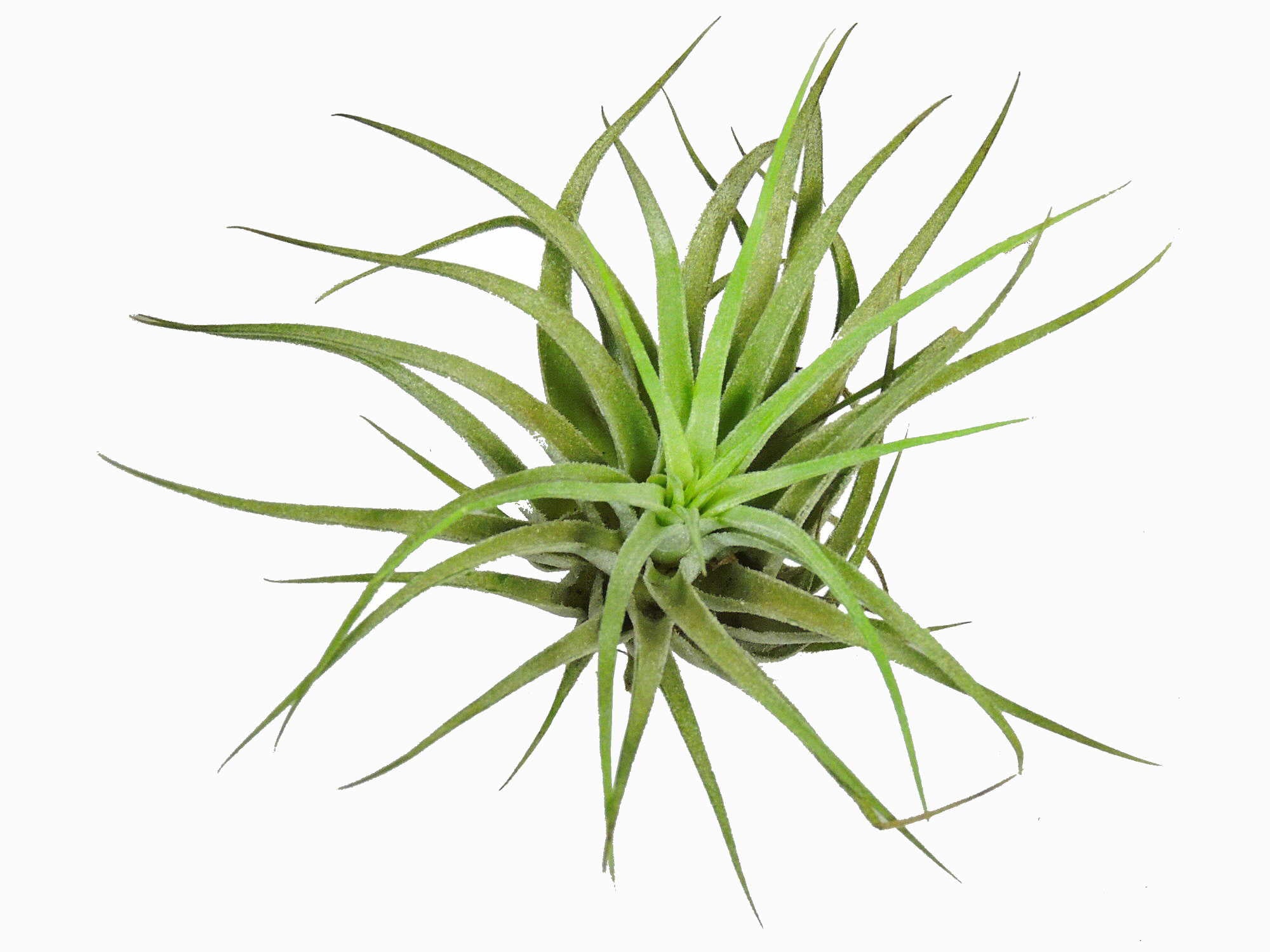 Tillandsia kolbii