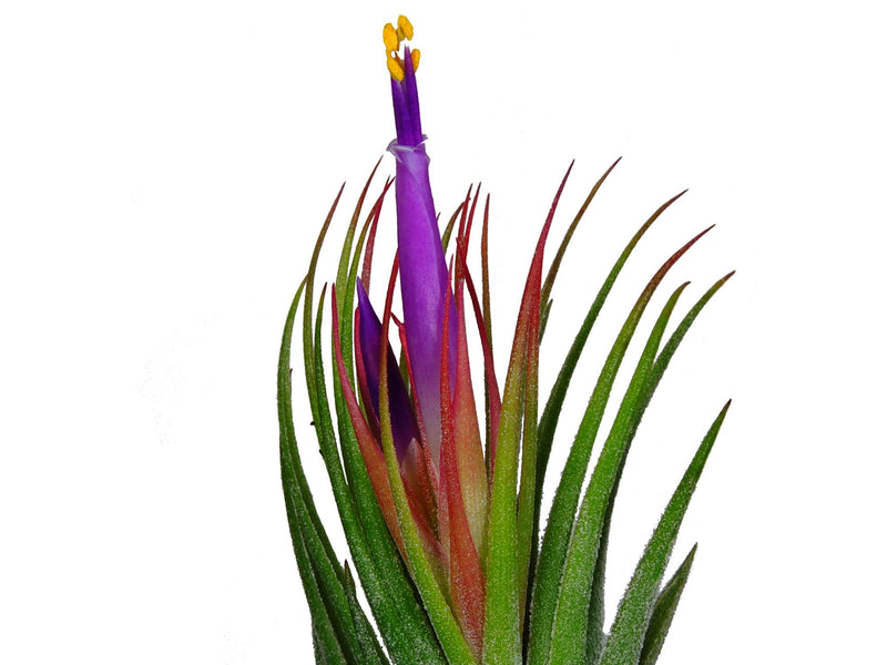 kolbii air plant Tillandsia kolbii — Ecuagenera Orquídeas del Ecuador