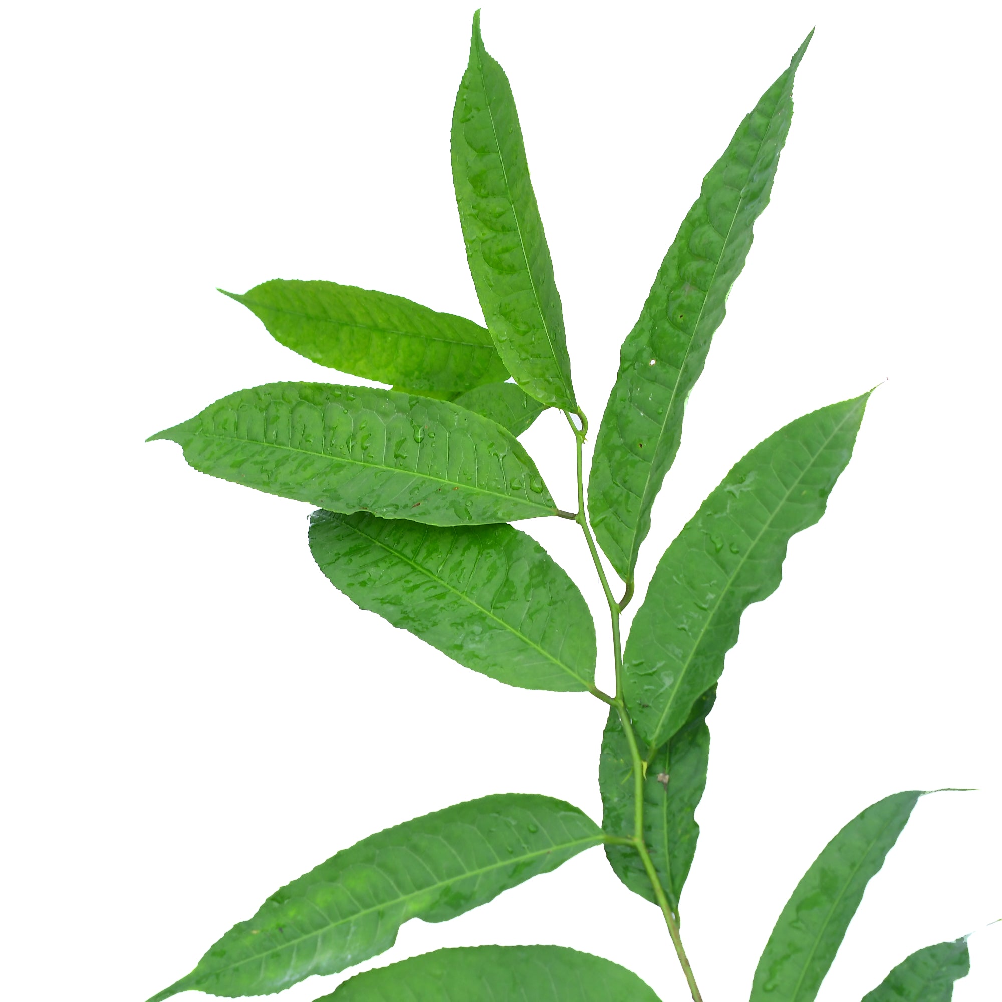 Trophis racemosa