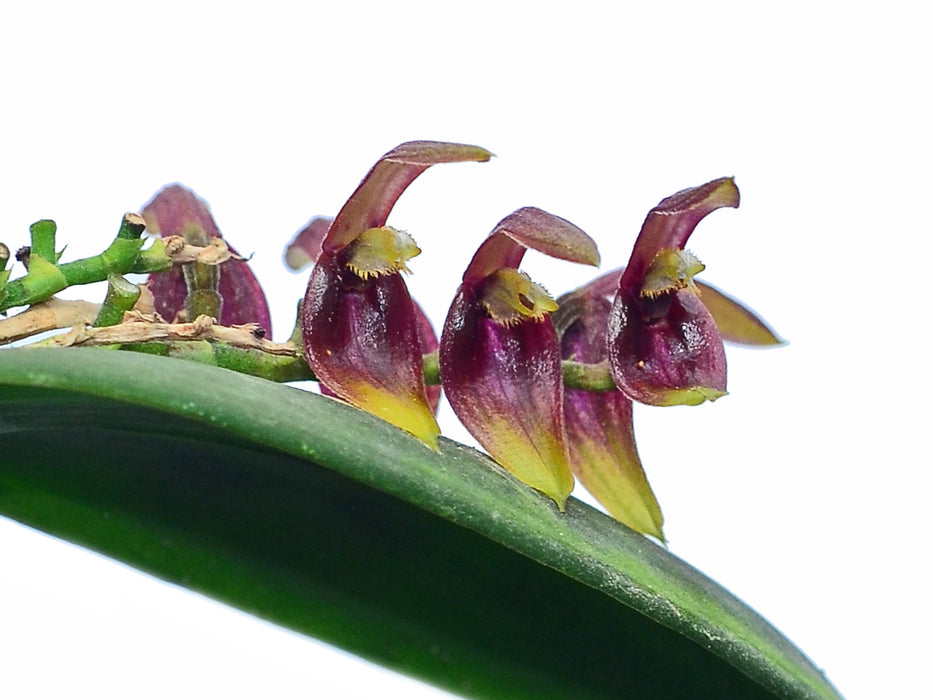 Acianthera geminicaulina