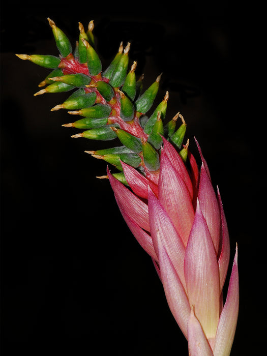 Aechmea nudicaulis