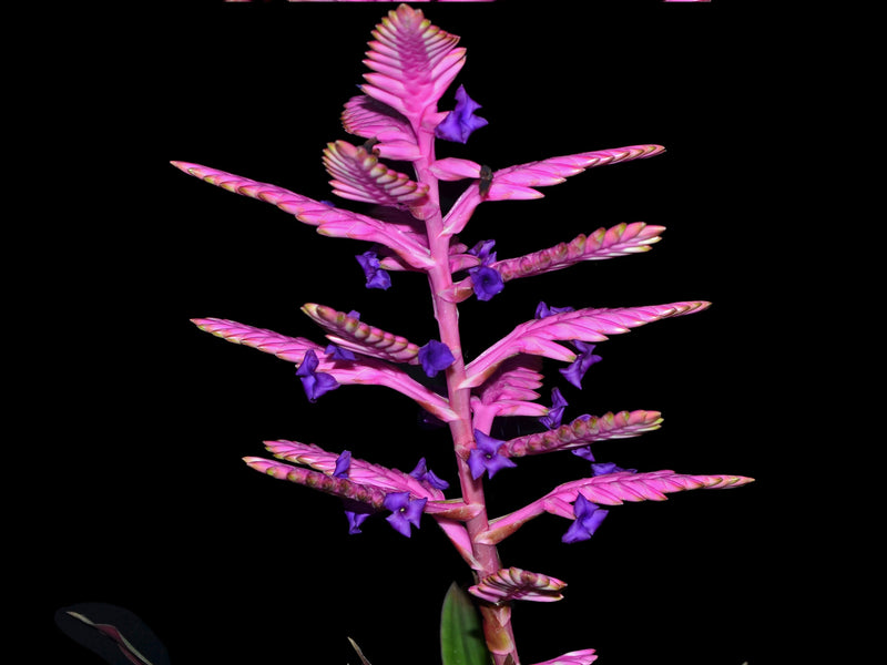 Barfussia wagneriana