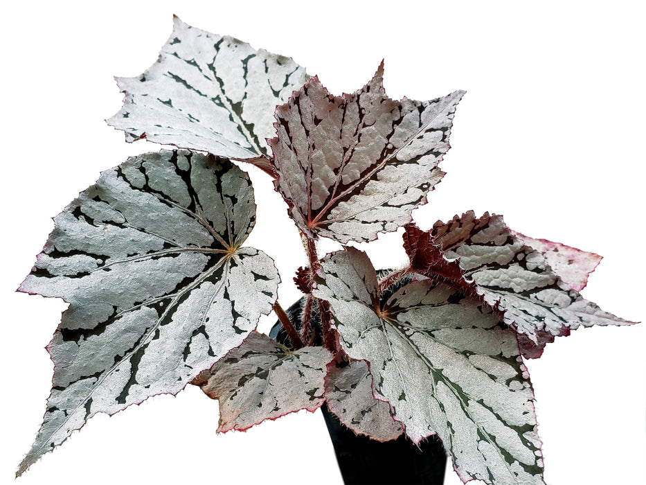 Begonia rex silver