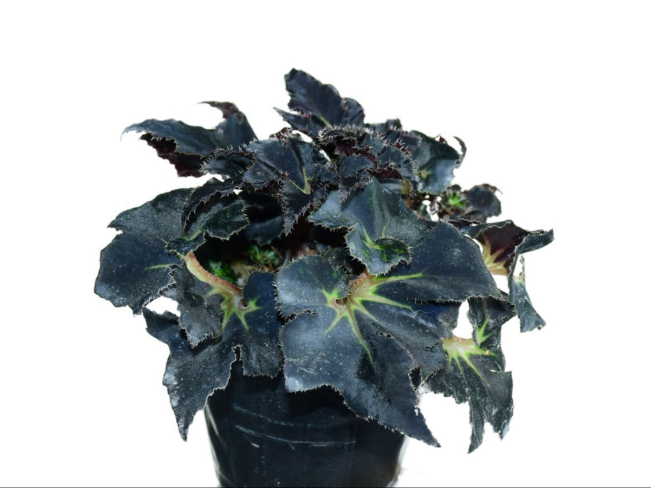 Begonia Black Fancy