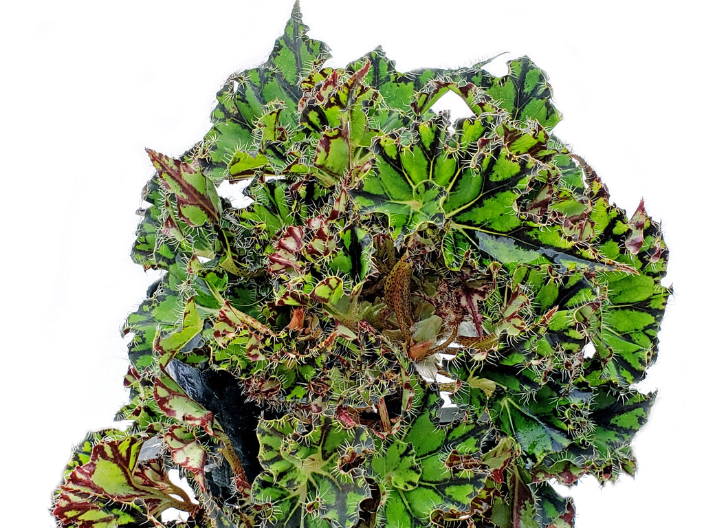 Begonia_Rex_China_Doll_1024x10