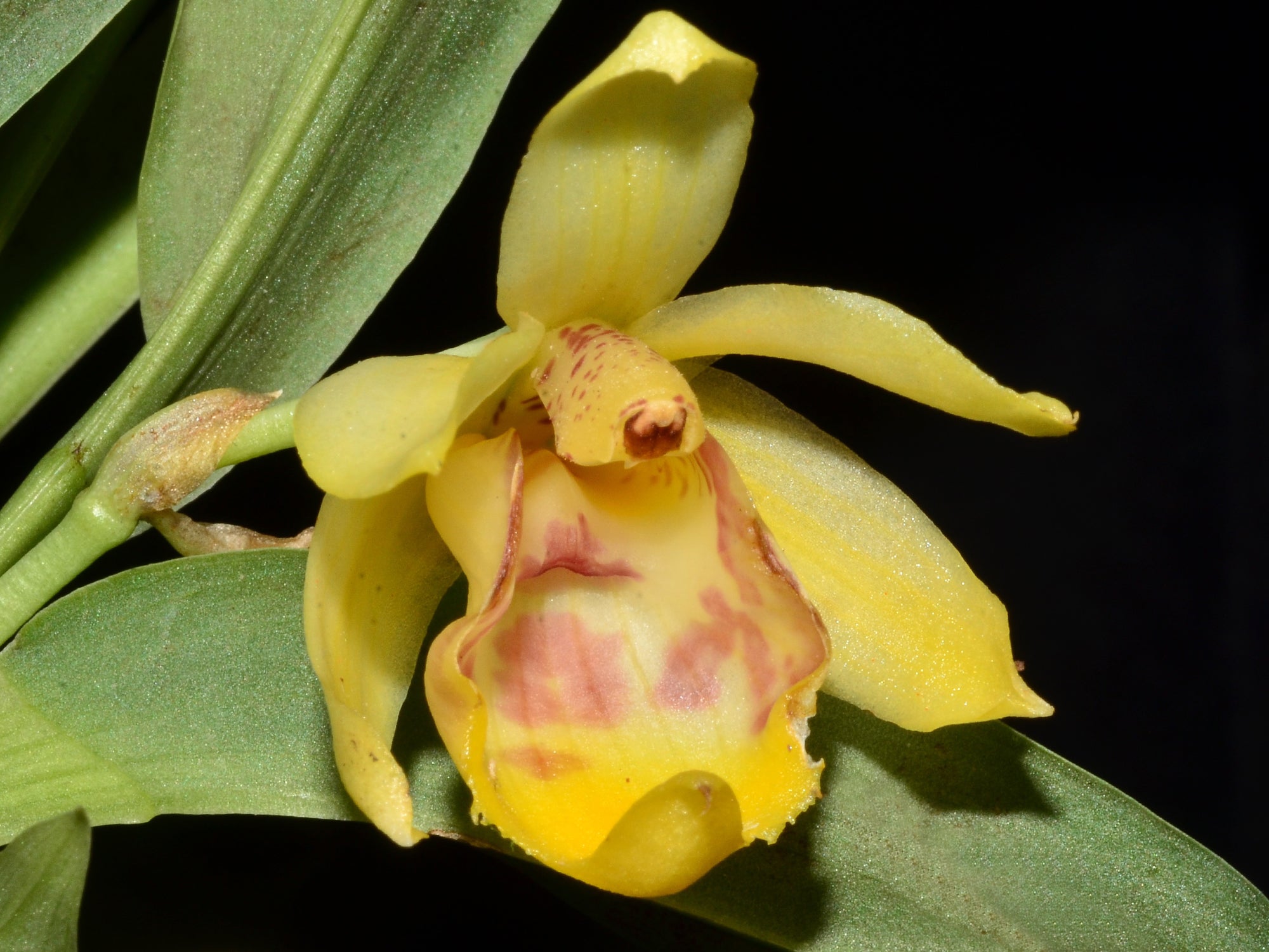 Benzingia cornuta