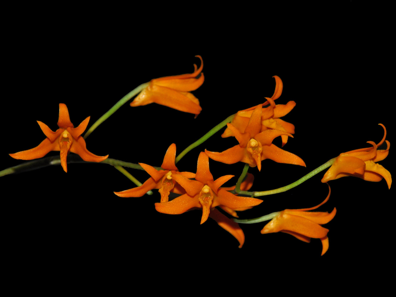 Bifrenaria