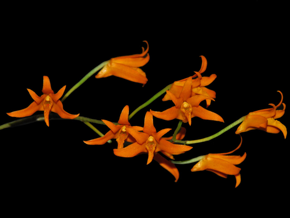 Bifrenaria aureofulva