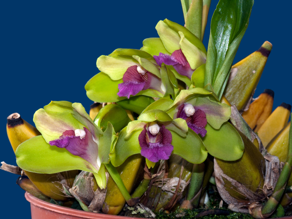 Bifrenaria inodora