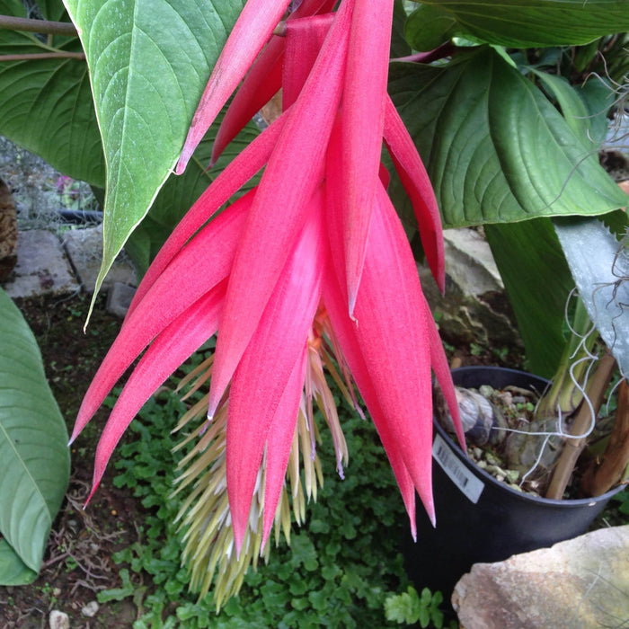 Billbergia rosea