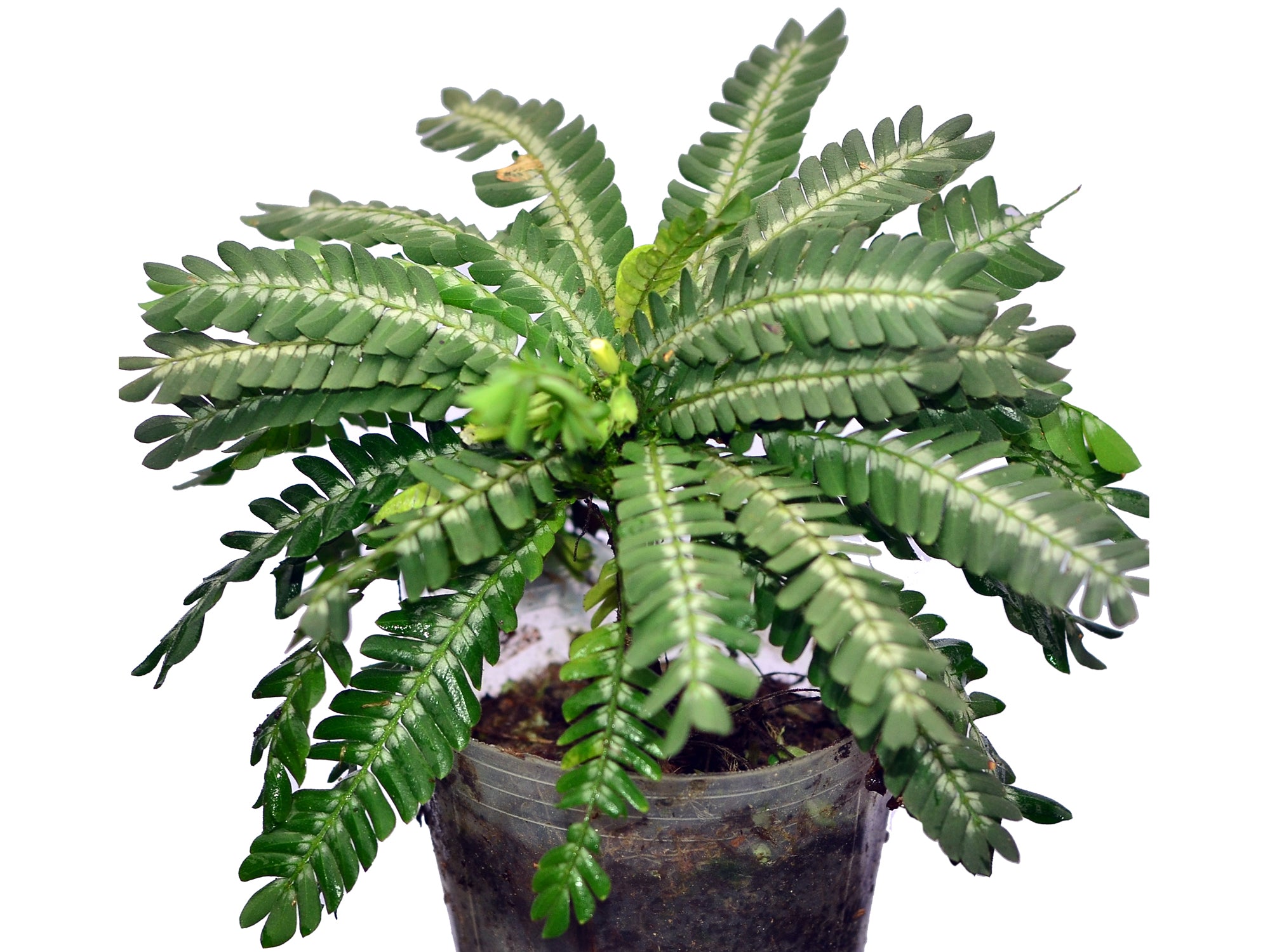 Biophytum zenkeri 4