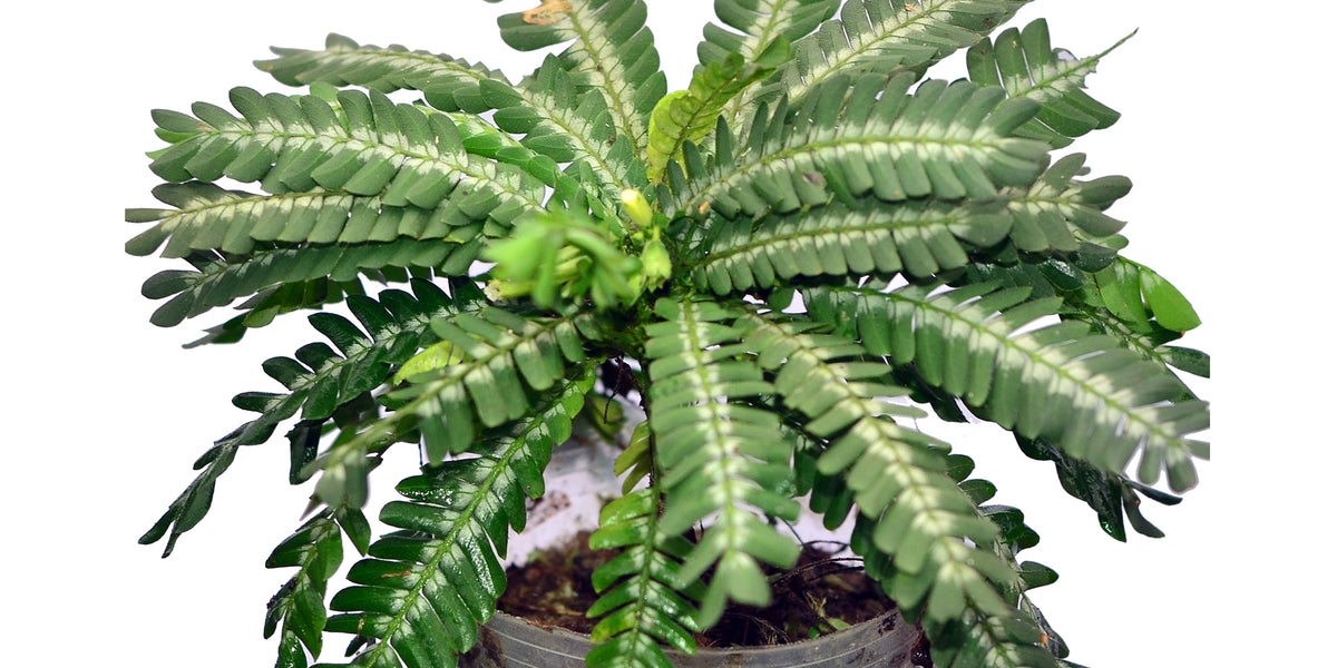 Biophytum_zenkeri_4_1200x600_c
