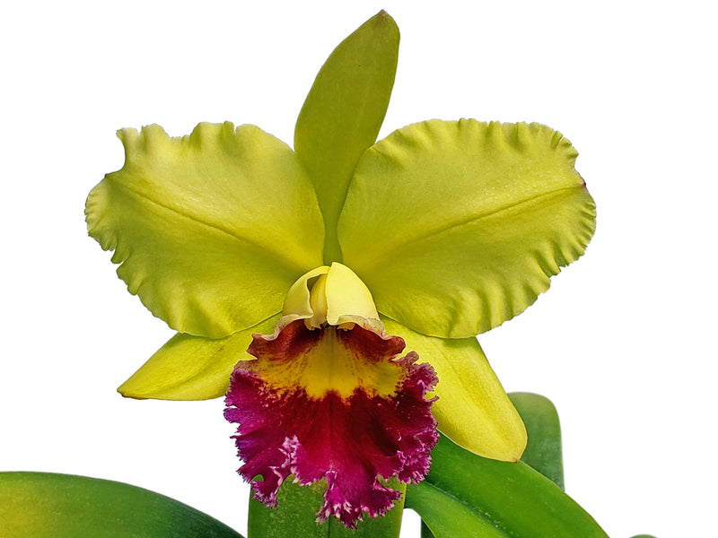 Rhyncholaeliocattleya Erin Kobayashi Ami Chen Am/aos 4333