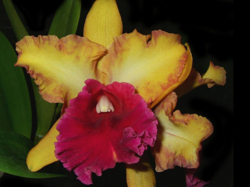 Brassolaeliocattleya Kalbera Beautty Song Of Canary