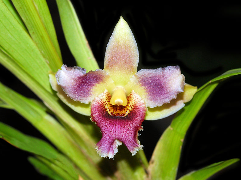 Pescarhyncha Ecuagenera