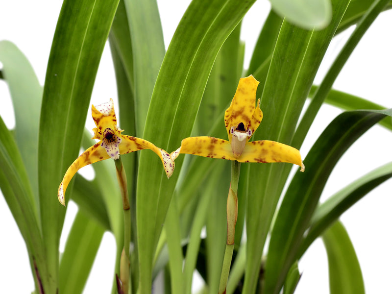 Maxillaria picta