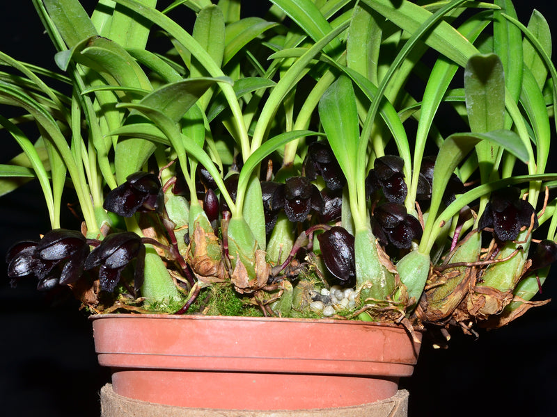 Maxillaria schunkeana