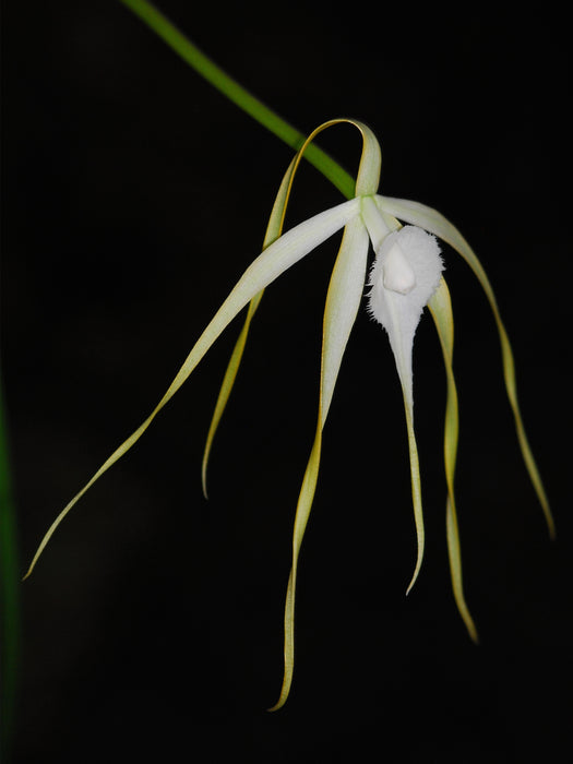 Brassavola cucullata