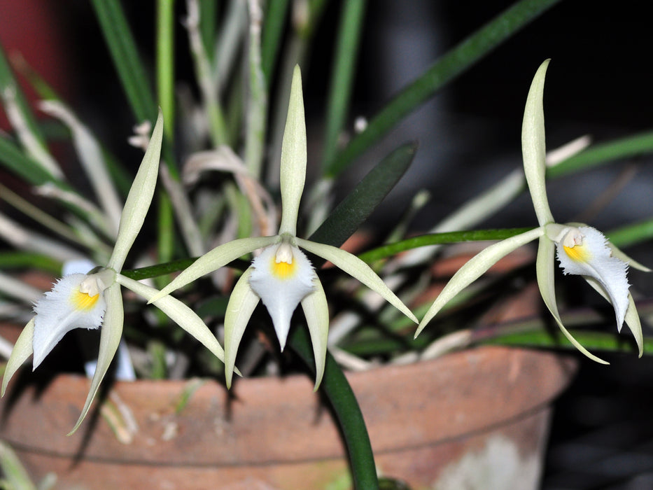 Brassavola martiana