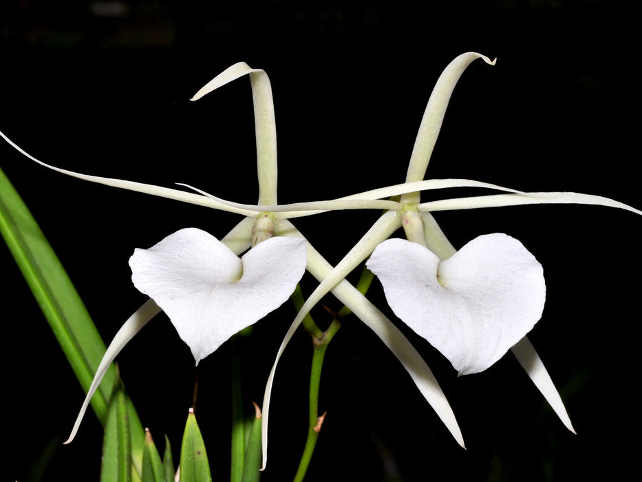 Brassavola nodosa