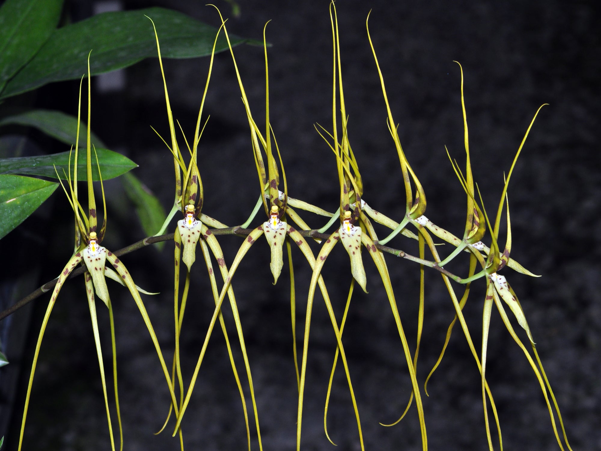 Brassia arcuigera — Ecuagenera Orquídeas del Ecuador