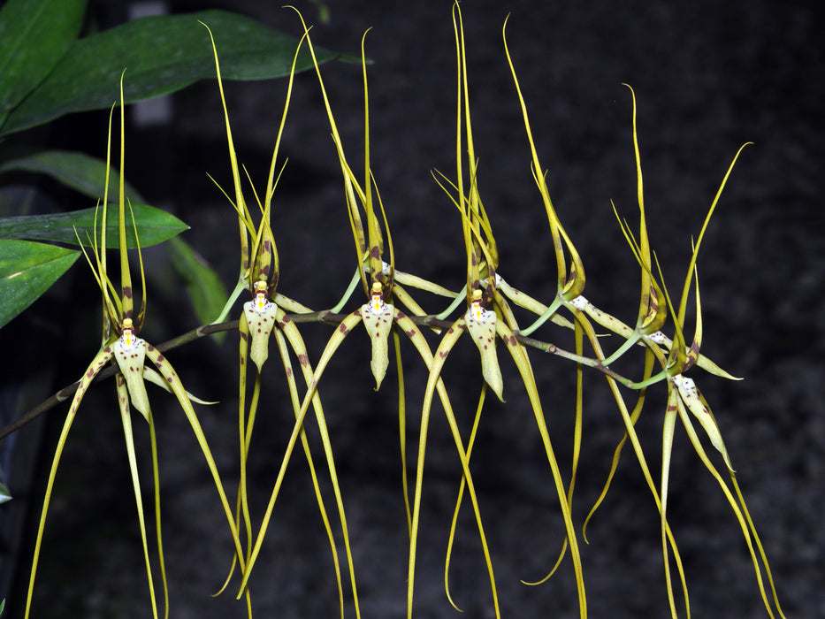 Brassia arcuigera