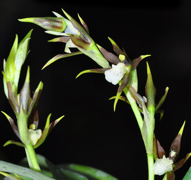 Brassia brachypus